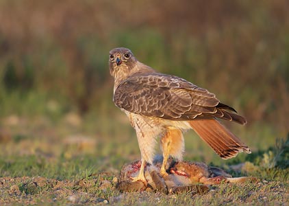 Red-tailed Hawk (Buteo jamaicensis) photo