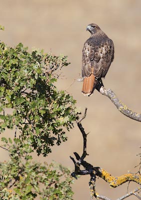 Red-tailed Hawk (Buteo jamaicensis) photo