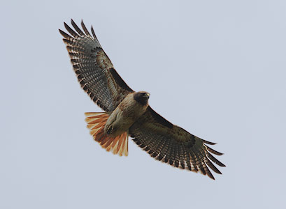Red-tailed Hawk (Buteo jamaicensis) photo