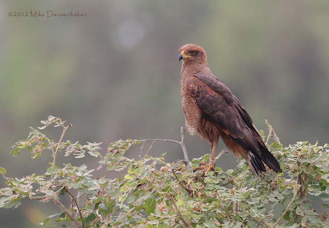Savanna Hawk (Buteogallus meridionalis) photo