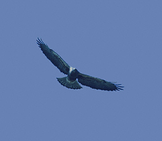 Swainson's Hawk (Buteo swainsoni) photo image