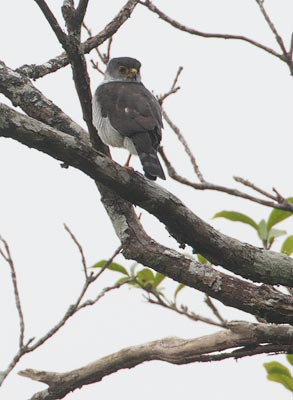 Tiny Hawk (Accipiter superciliosus) photo