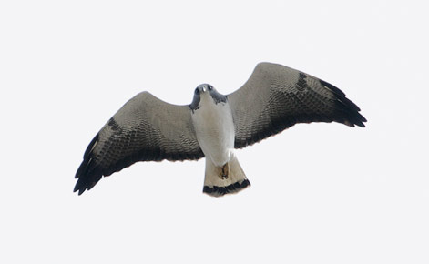 White-tailed Hawk (Buteo albicaudatus) photo