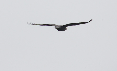 Zone-tailed Hawk (Buteo albonotatus) photo image