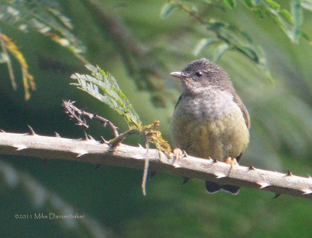 Tit Hylia (Pholidornis rushiae) photo