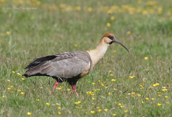 Black-faced Ibis (Theristicus melanopis) photo