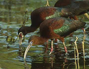 Glossy Ibis (Plegadis falcinellus) photo image