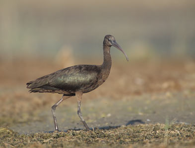 Glossy Ibis (Plegadis falcinellus) photo image