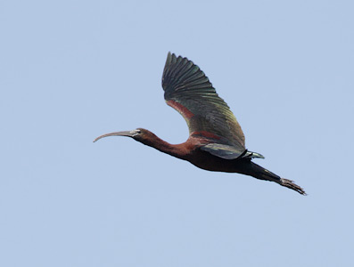 Glossy Ibis (Plegadis falcinellus) photo