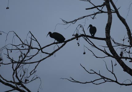 Green Ibis (Mesembrinibis cayennensis) photo
