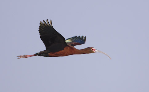 White-faced Ibis (Plegadis chihi) photo