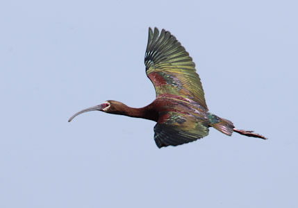 White-faced Ibis (Plegadis chihi) photo