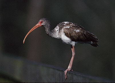 White Ibis (Eudocimus albus) photo