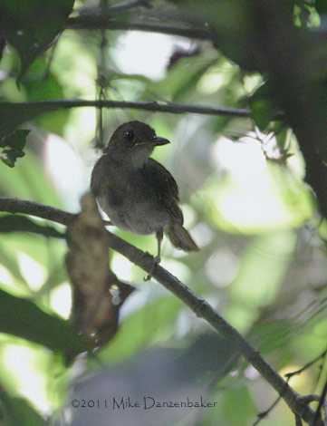 Rufous-winged Illadopsis (Illadopsis rufescens) photo