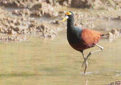 Northern Jacana (Jacana spinosa) photo
