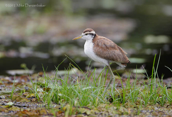 Northern Jacana (Jacana spinosa) photo