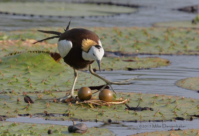 Pheasant-tailed Jacana (Hydrophasianus chirurgus) photo