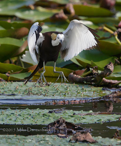 Pheasant-tailed Jacana (Hydrophasianus chirurgus) photo