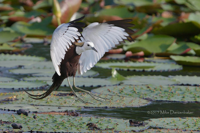 Pheasant-tailed Jacana (Hydrophasianus chirurgus) photo