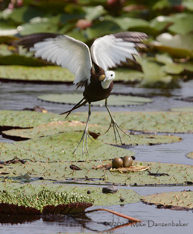 Pheasant-tailed Jacana (Hydrophasianus chirurgus) photo