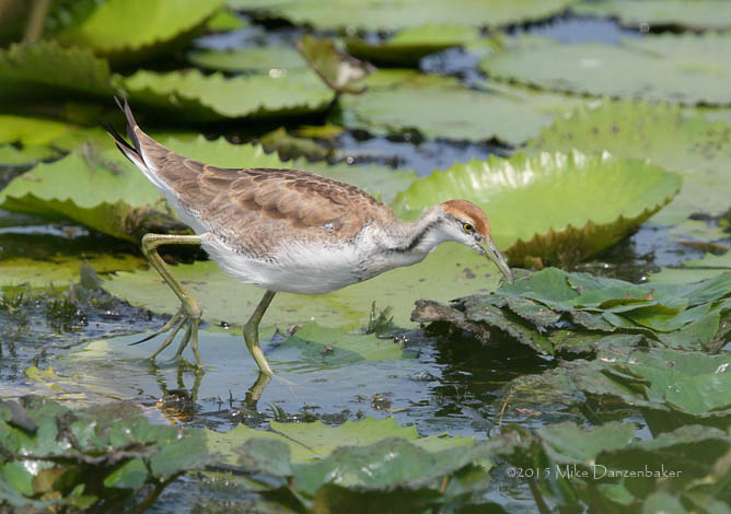 Pheasant-tailed Jacana (Hydrophasianus chirurgus) photo