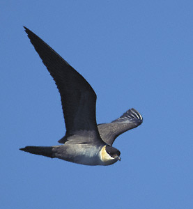 Long-tailed Jaeger (Stercorarius longicaudus) photo image