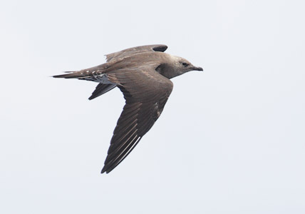 Long-tailed Jaeger (Stercorarius longicaudus) photo
