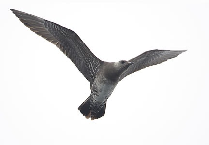 Long-tailed Jaeger (Stercorarius longicaudus) photo image