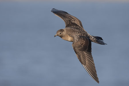 Long-tailed Jaeger (Stercorarius longicaudus) photo