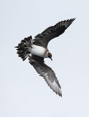 Parasitic Jaeger (Stercorarius parasiticus) photo