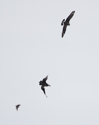 Parasitic Jaeger (Stercorarius parasiticus) photo