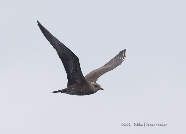 Parasitic Jaeger (Stercorarius parasiticus) photo