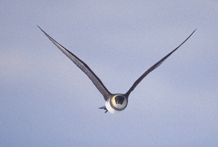 Pomarine Jaeger (Stercorarius pomarinus) photo image