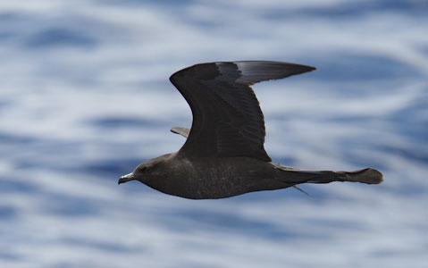 Pomarine Jaeger (Stercorarius pomarinus) photo