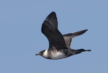 Pomarine Jaeger (Stercorarius pomarinus) photo