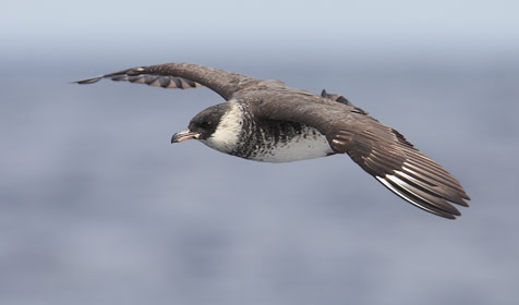 Pomarine Jaeger (Stercorarius pomarinus) photo