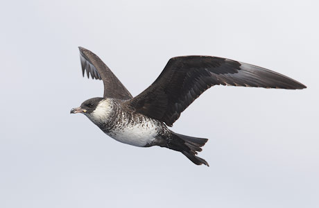 Pomarine Jaeger (Stercorarius pomarinus) photo