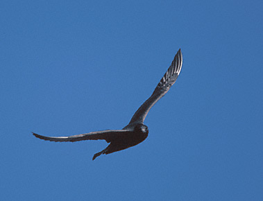 Pomarine Jaeger (Stercorarius pomarinus) photo image