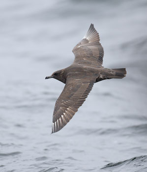 Pomarine Jaeger (Stercorarius pomarinus) photo