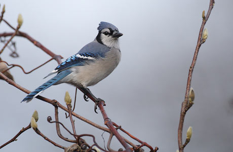 Blue Jay (Cyanocitta cristata) photo