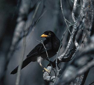 Brown Jay (Psilorhinus morio) photo image