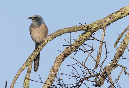 Florida Scrub-Jay (Aphelocoma coerulescens) photo