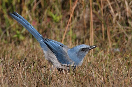 Florida Scrub-Jay (Aphelocoma coerulescens) photo