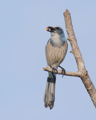 Florida Scrub-Jay (Aphelocoma coerulescens) photo