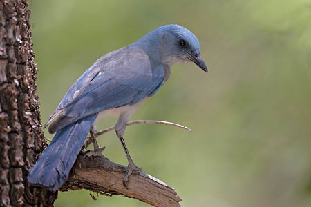 Mexican Jay (Aphelocoma ultramarina) photo image