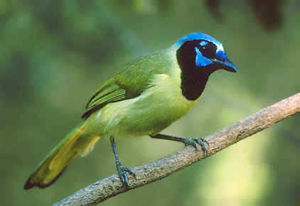 Green Jay (Cyanocorax luxuosus) photo image