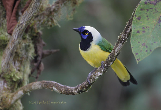 Inca Jay (Cyanocorax yncas) photo