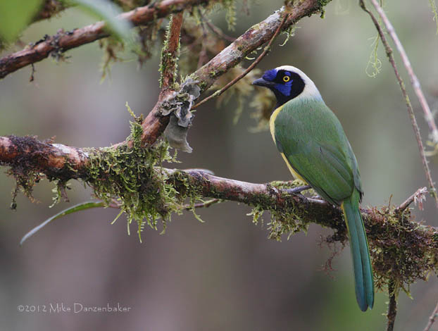 Inca Jay (Cyanocorax yncas) photo