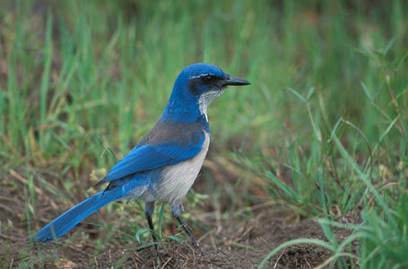 Island Scrub Jay (Aphelocoma insularis) photo image