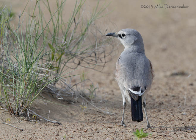Pander's Ground Jay (Podoces panderi) photo